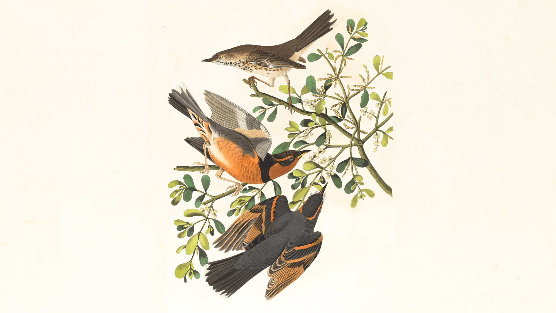 Tordo beffeggiatore, John James Audubon.