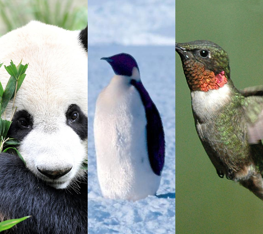 Panda, Penguin ed Hummingbird